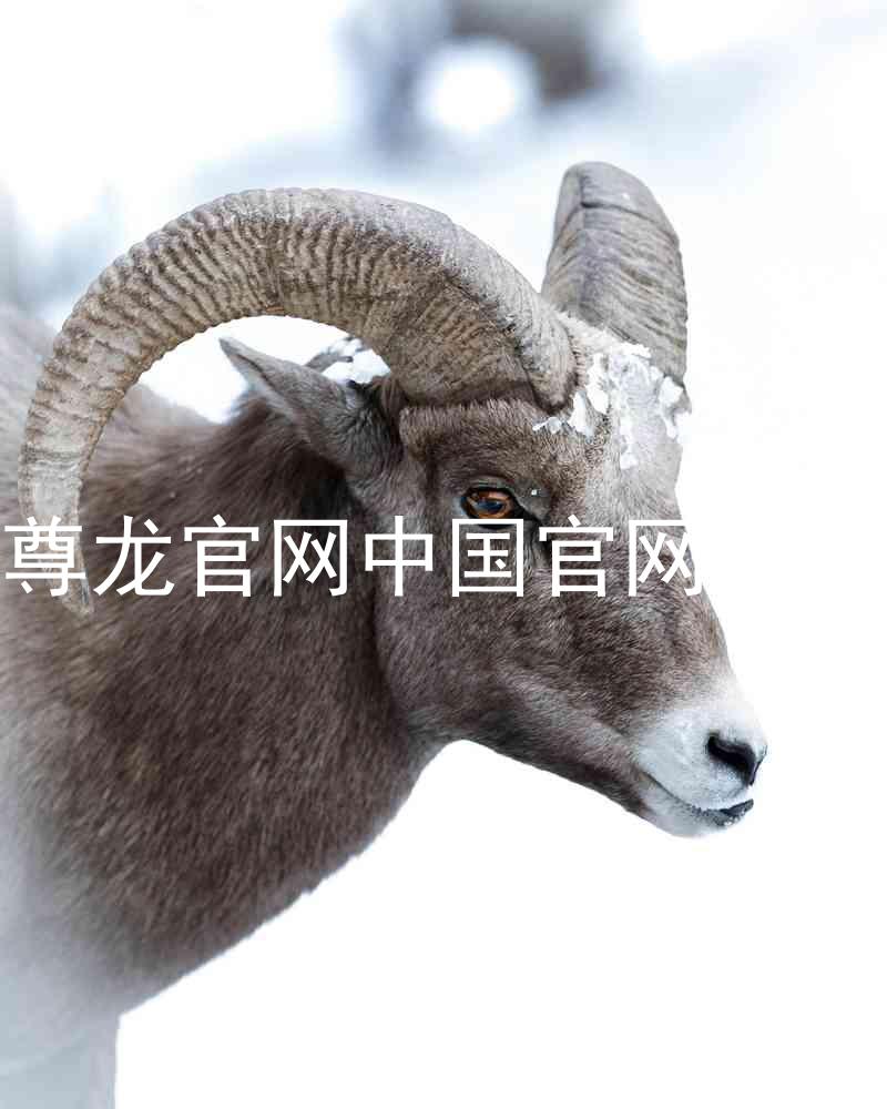 尊龙官网中国官网入口